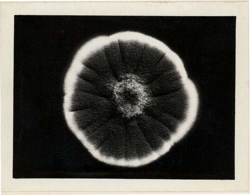 Eredità citoplasmatica in Penicillium