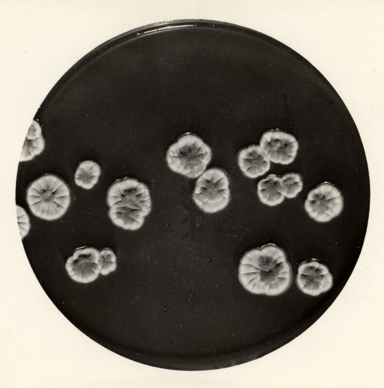 Instabilità genetica in Penicillium