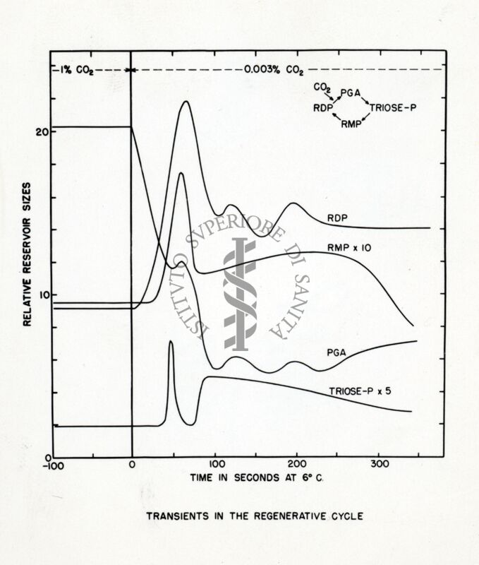 Prodotti di passaggio nel ciclo rigenerativo