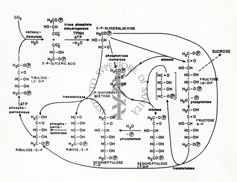 Il completo ciclo fotosintetico del carbonio