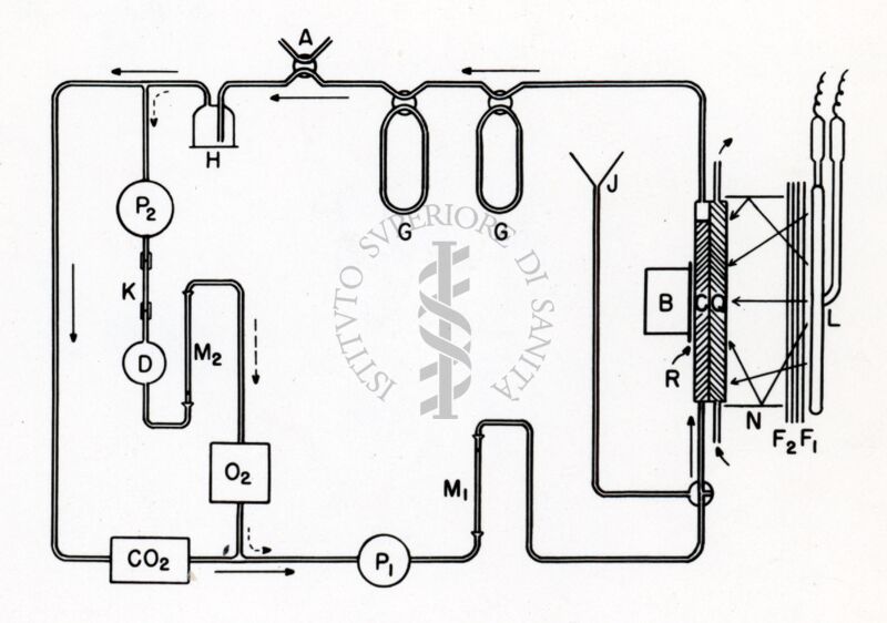 Diagramma schematico dell'apparato per la misura della richiesta di quanti in fotosintesi