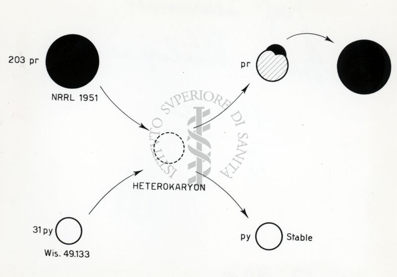 Comportamento ereditario della velocità di crescita in Penicillium.