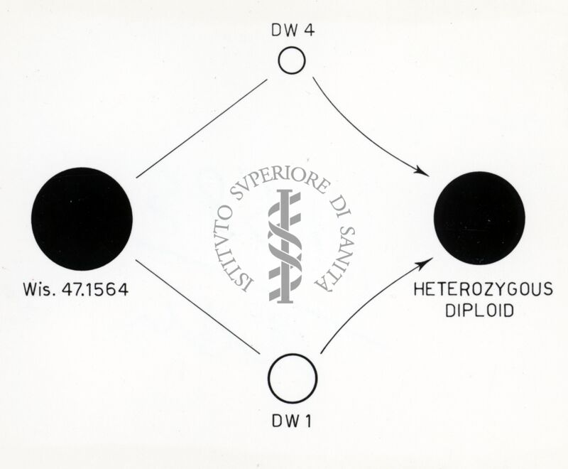 Comportamento ereditario della velocità di crescita in Penicillium.