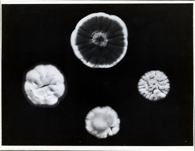 Eredità citoplasmatica in Penicellium