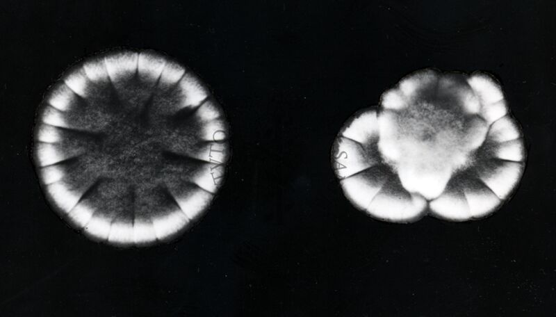 Eredità citoplasmatica in Penicellium