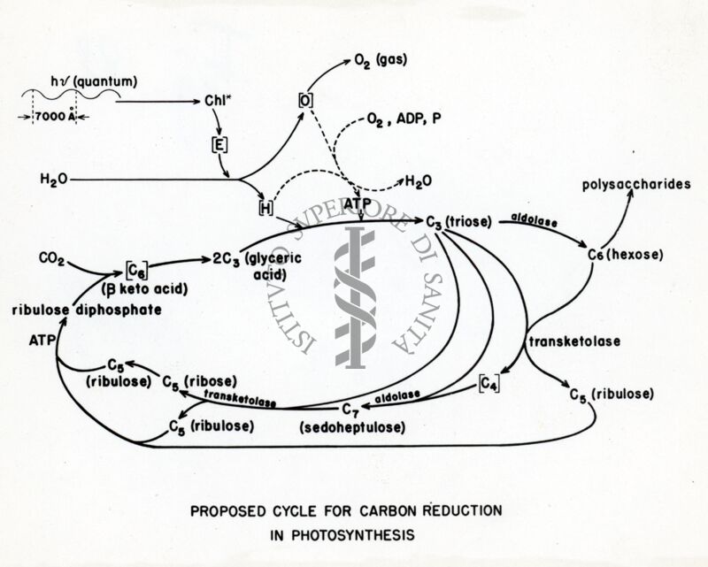 Ciclo proposto per la riduzione del carbonio in fotosintesi