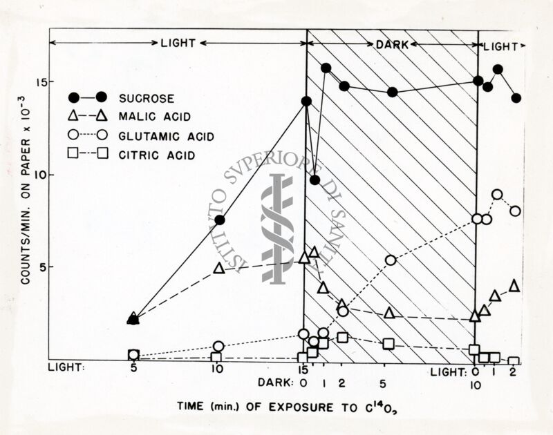 Effetto di luce e oscurità sulla formazione del sucrosio (saccarosio) acido malico, acido glutammico ed acido citrico