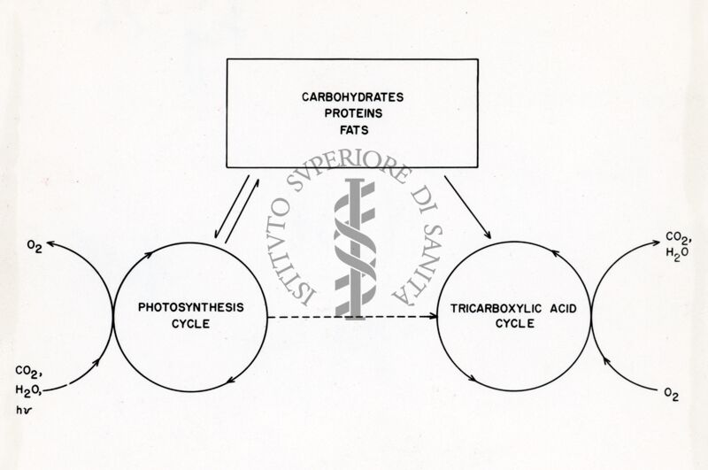 Relazioni schematiche tra il ciclo dell'acido tricarbossilico e prodotti di immagazzinamento nella pianta