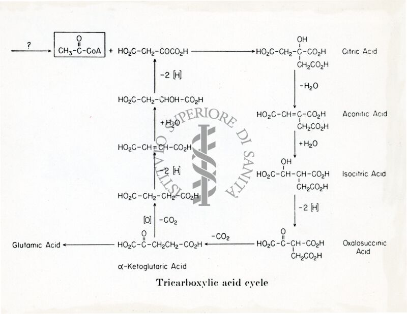 Ciclo dell'acido tricarbossilico