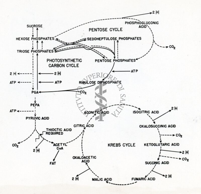 Alcune reazioni tra il ciclo fotosintetico ed il ciclo respiratorio