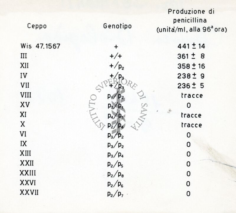 Tabella su ceppo e genotipo nella produzione di Penicillina