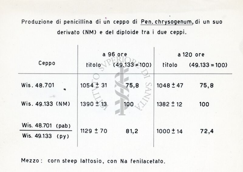 Tabella dal titolo: Produzione di penicillina di un ceppo di Penicillium chrysogenum, di un suo derivato (NM) e del diploide tra i due ceppi