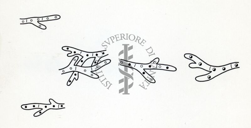 Genetica della produzione di Penicillina