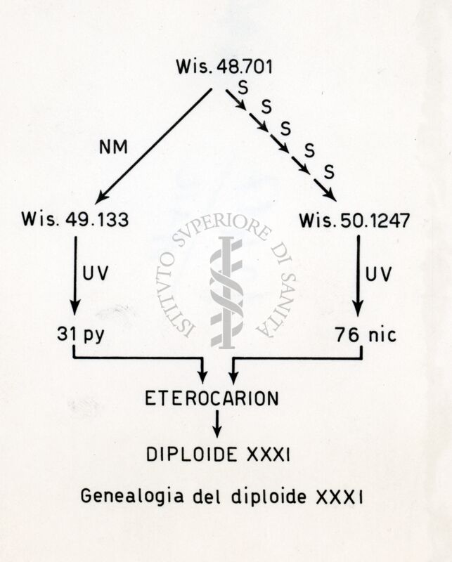 Tabella sulla genealogia del diploide XXXI