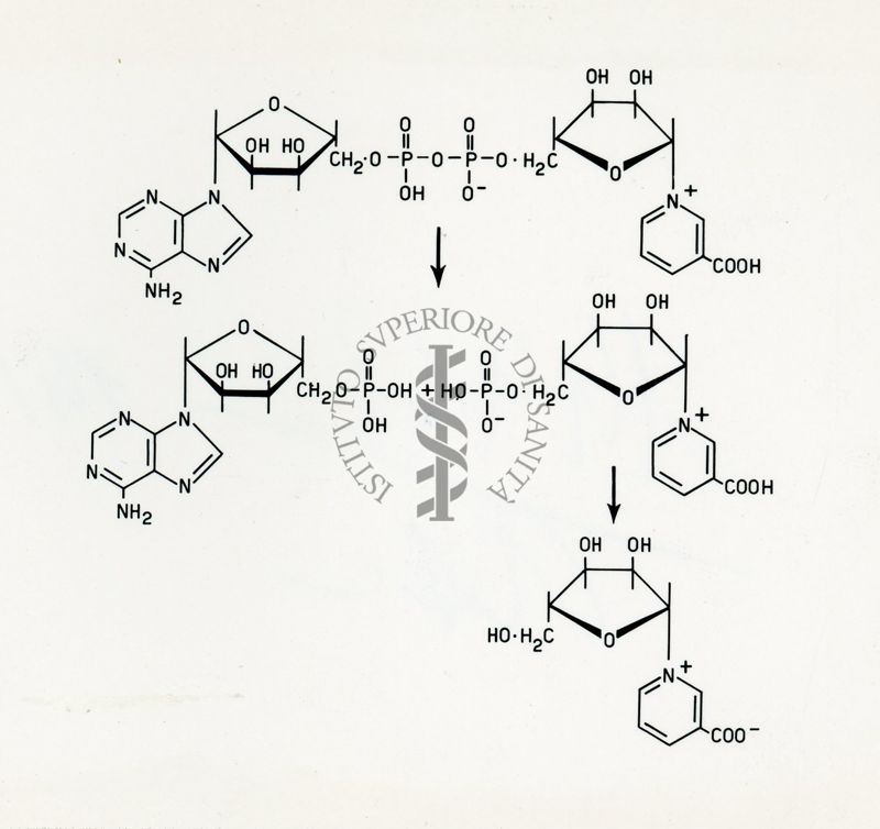 Studi chimici sul desammido-difosfopirinnucleoitide