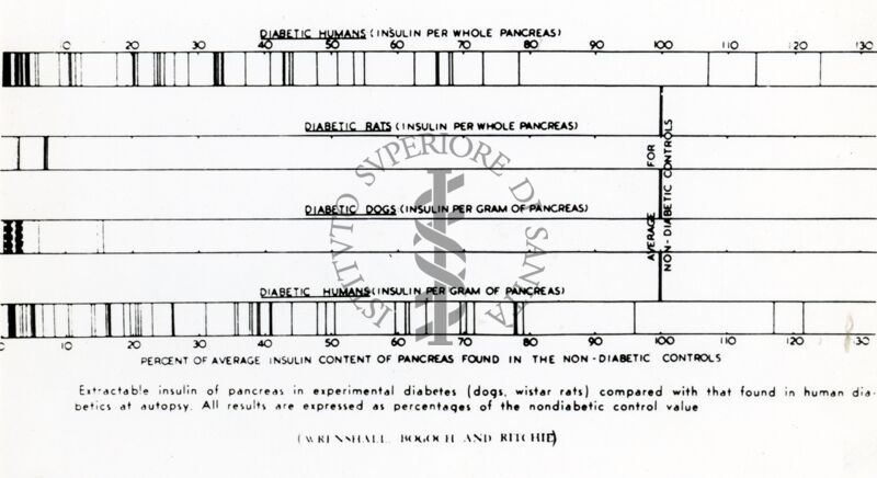 Diagramma sull'insulina nel pancreas in soggetti umani, in ratti e in cani