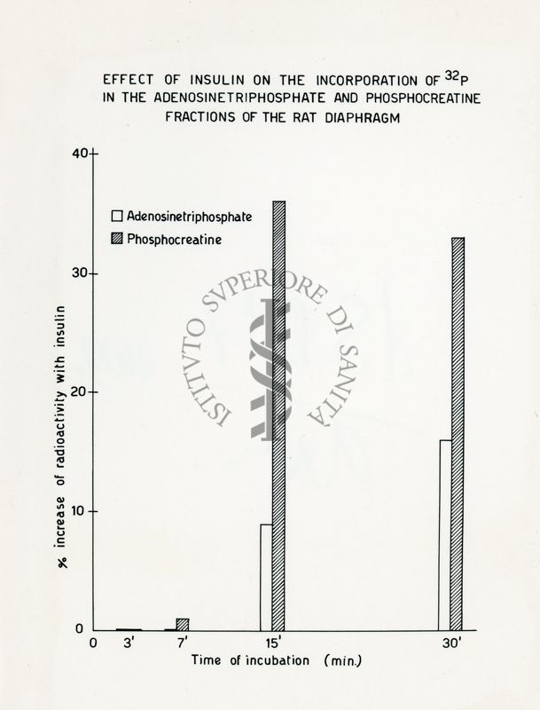 Metabolismo intermedio dei carboidrati