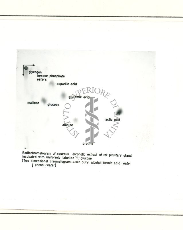 Radio-autografie di cromatogrammi di estratti alcolici di tessuti di ratto incubati in presenza di 14Co e 32p.