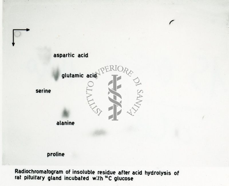 Radio-autografie di cromatogrammi di estratti alcolici di tessuti di ratto incubati in presenza di 14Co e 32p.