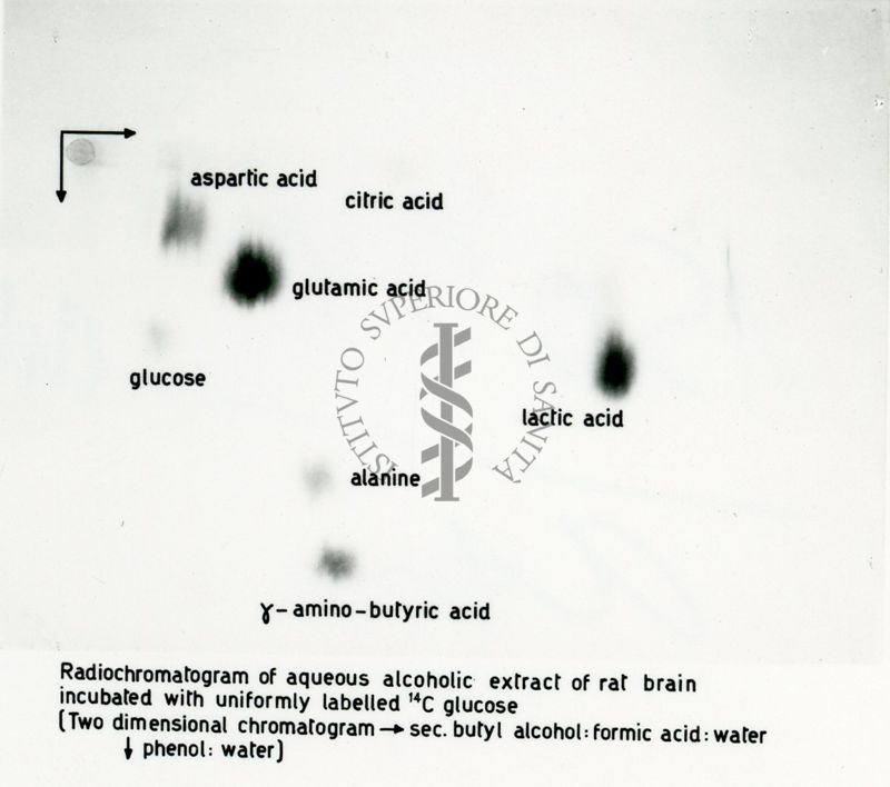 Radio-autografie di cromatogrammi di estratti alcolici di tessuti di ratto incubati in presenza di 14Co e 32p.