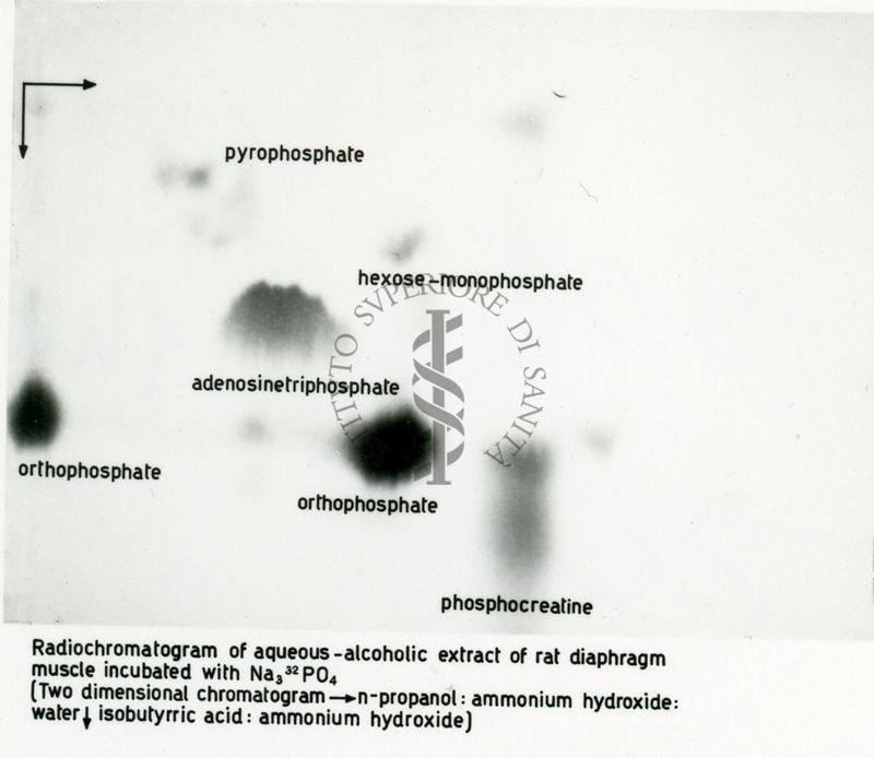 Radio-autografie di cromatogrammi di estratti alcolici di tessuti di ratto incubati in presenza di 14Co e 32p.