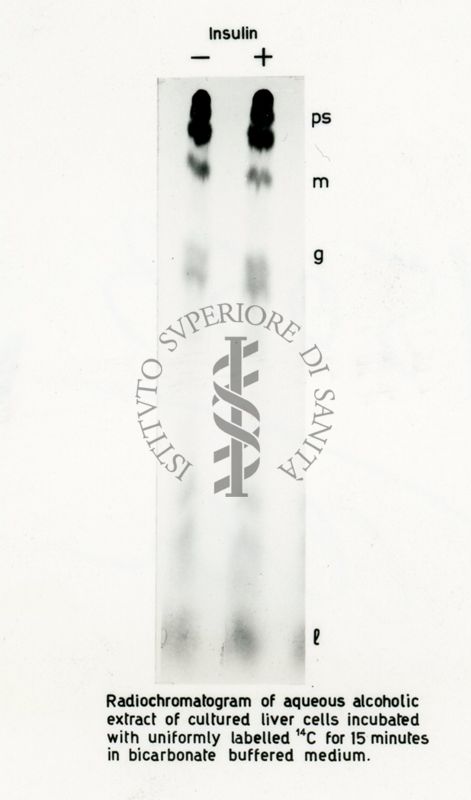 Radio-autografie di cromatogrammi di estratti alcolici di tessuti di ratto incubati in presenza di 14Co e 32p.