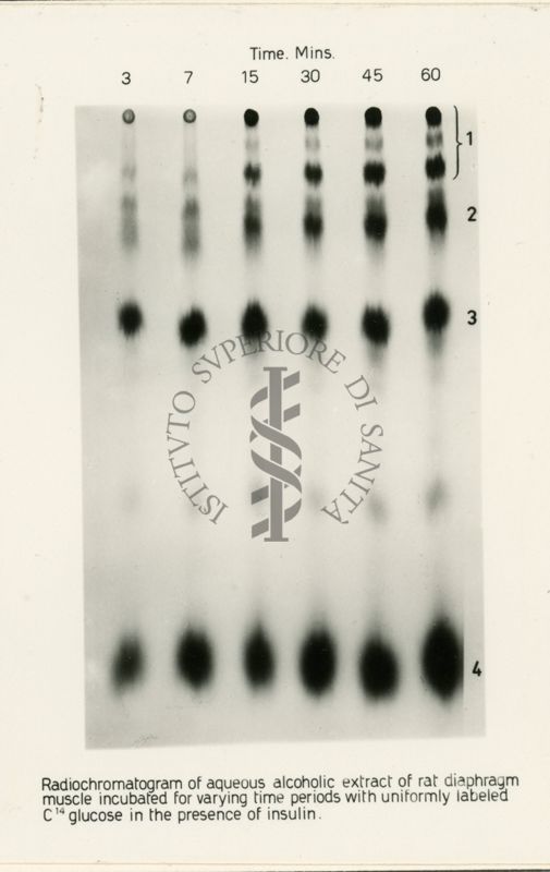 Riproduzione da radiografia