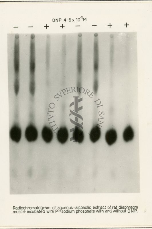 Riproduzione da radiografia