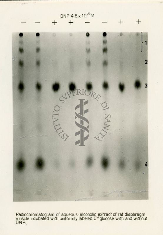 Riproduzione da radiografia