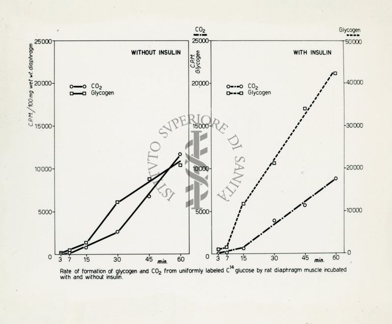 Diagramma di velocità di formazione del glicogeno e della CO2 da glucosio marcato