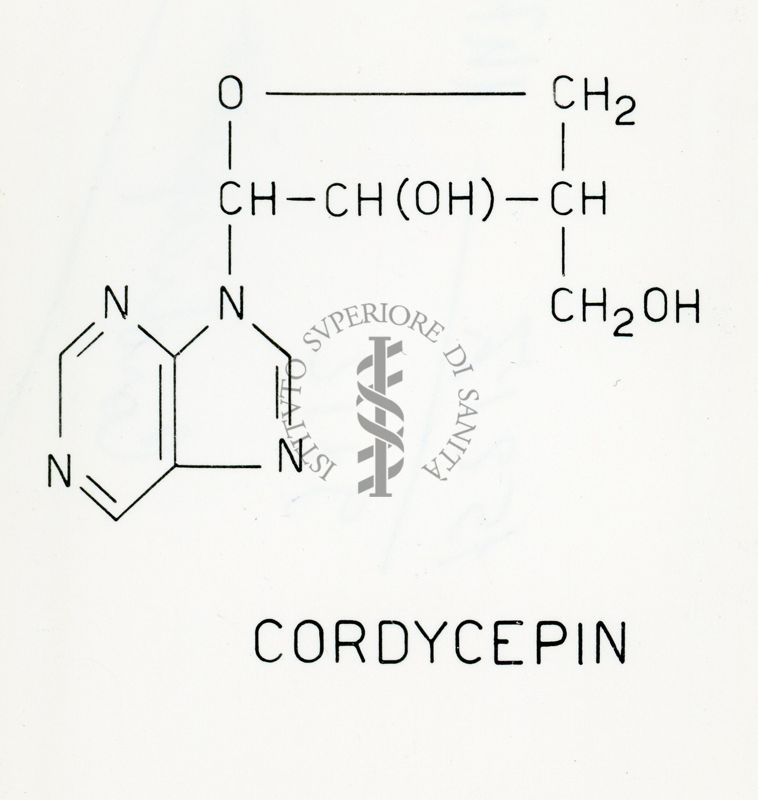 Sintesi della cordicepina