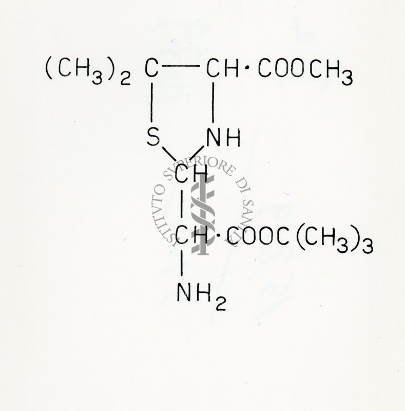 Sintesi della penicillina