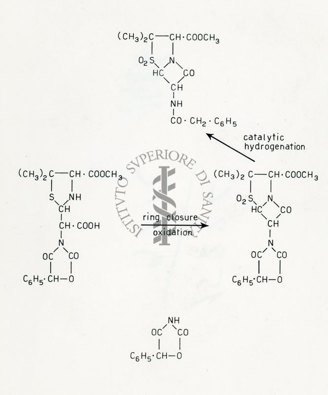 Sintesi della penicillina