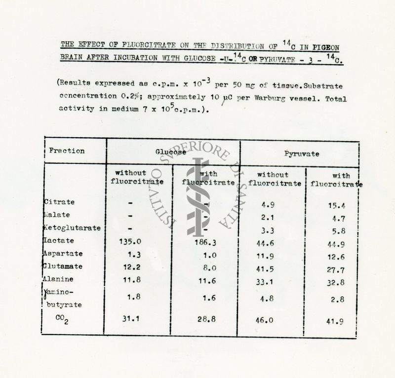 Metabolismo del glucosio 14 C o piruvato nel cervello di piccione