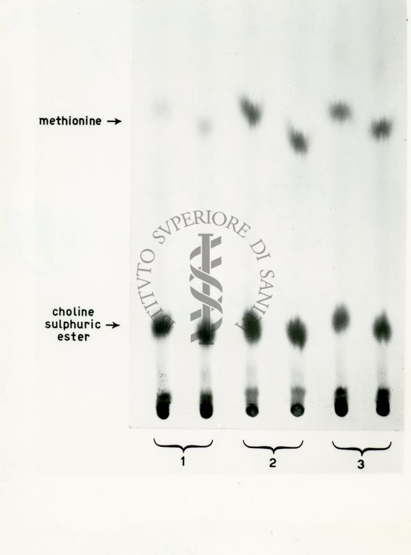 Auto-radiografia di un cromatogramma di autolizzato di micelio