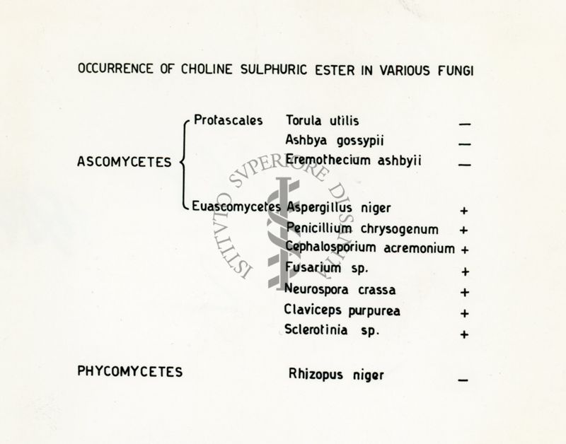 Tanella della presenza di solfato di Colina in una serie di funghi