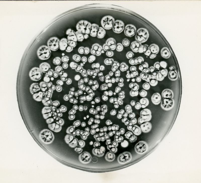 Segregante verde da un diploide di Penicillium chrysogenum