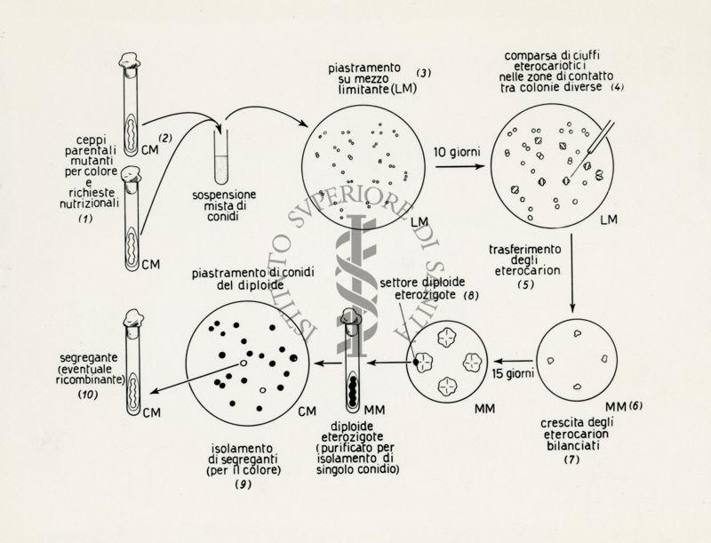 Riproduzione da disegno