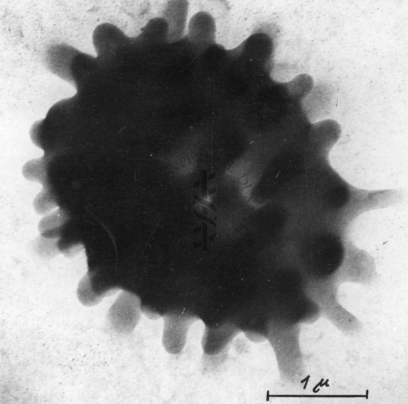 Globuli rossi visti al microscopio