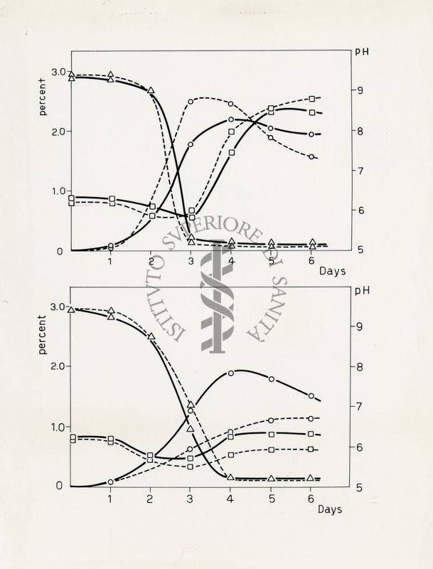 Tipica fermentazione di Paecilomyces varioti, Bainer