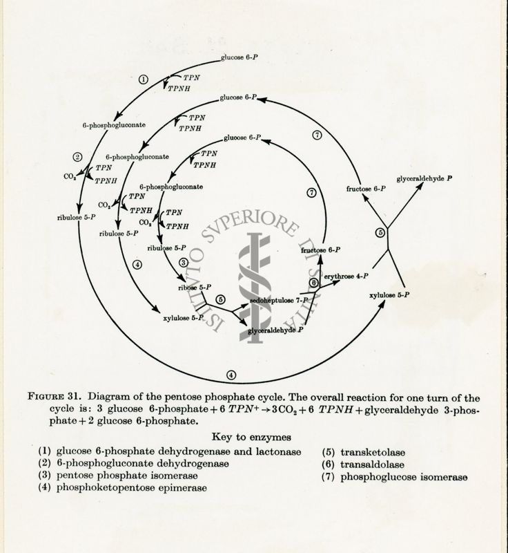 Grafico