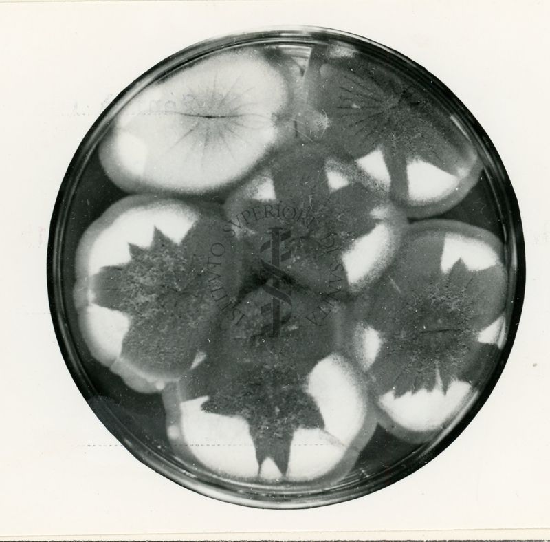 Azione della formalina su diploidi di Aspergillus nidulans