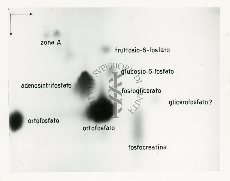 Auto-radiografia di un cromatogramma di un estratto di diaframma di ratto (aerobiosi)