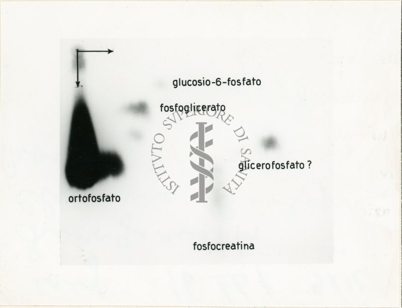 Auto-radiografia di un cromatogramma di un mezzo dopo incubazione di un diaframma di ratto