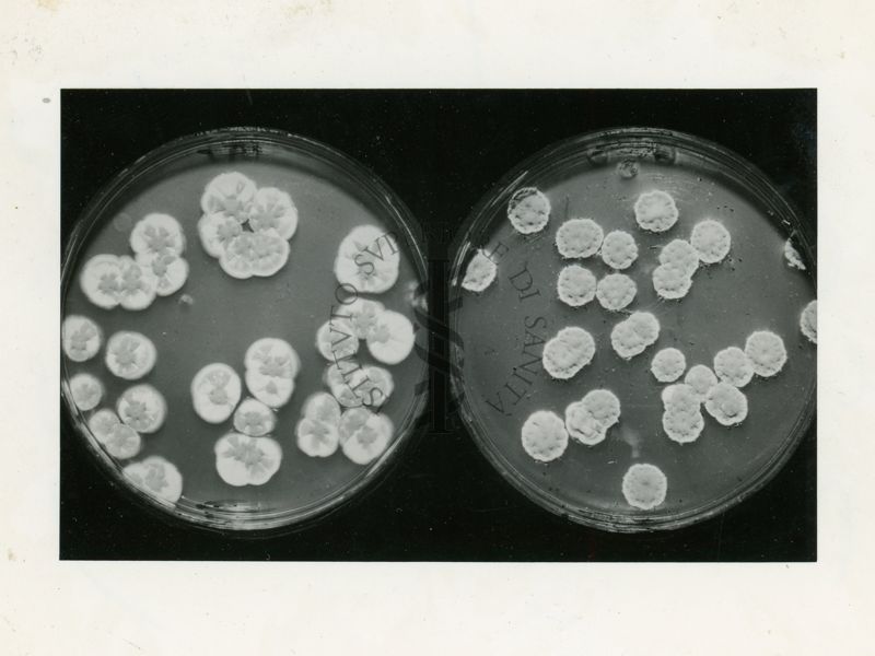 Azione dell'acido micofenolico sul Penicillium Chrysogenum