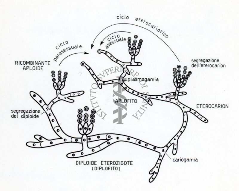 Rappresentazione dei Cicli riproduttivi in penicillium