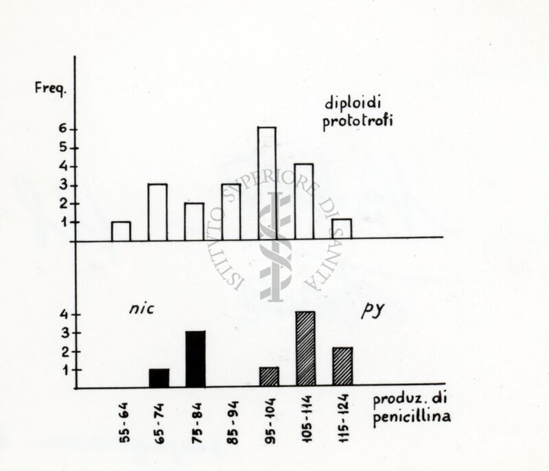 Segregazione di un diploide di penicillium