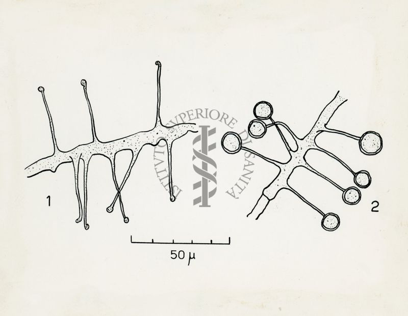 Haplosporangium sp. Nov.