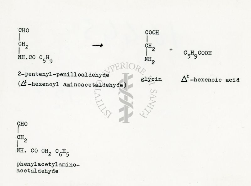 Degradazione della 2 - pentenyl - penillo-alcadeide