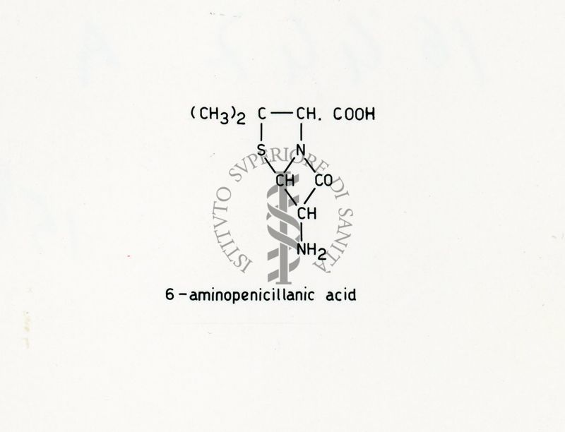 Penicillina - Acido 6 - Ammino-penicillanico